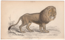 Asiatic lion